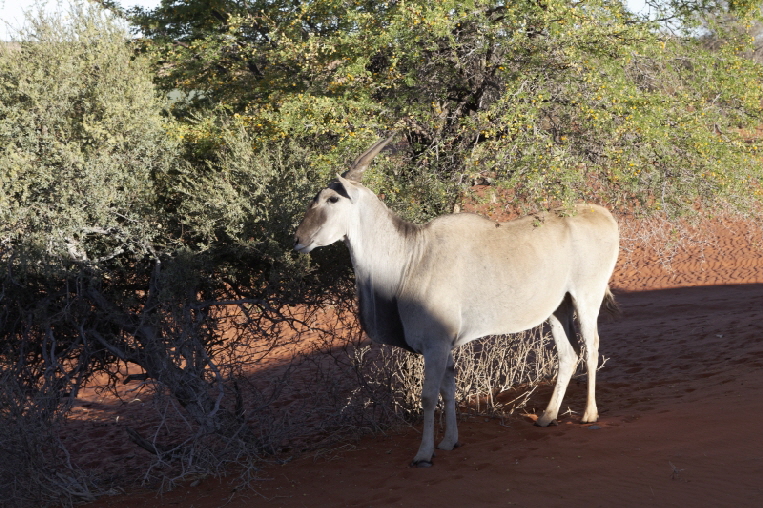 Elan-antilope