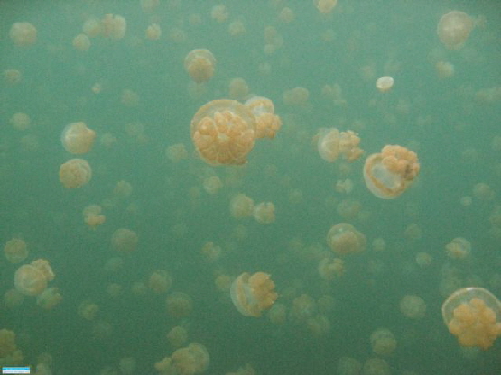 Im Jelly fish lake