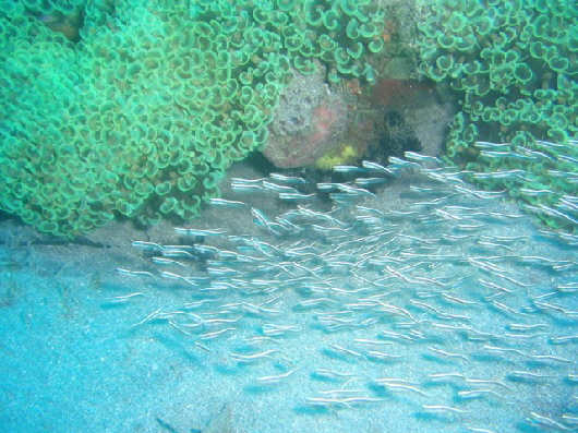 junge Korallenwelse