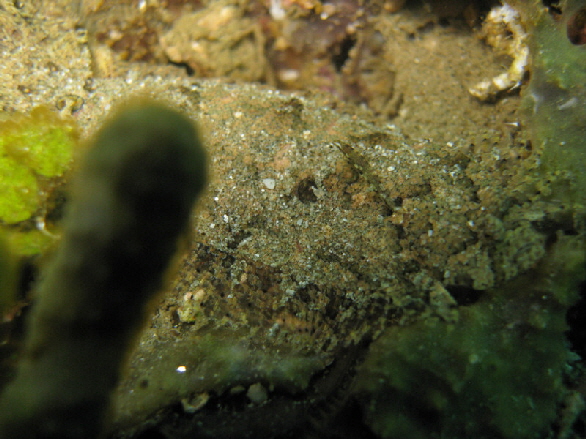 ocellated flounder