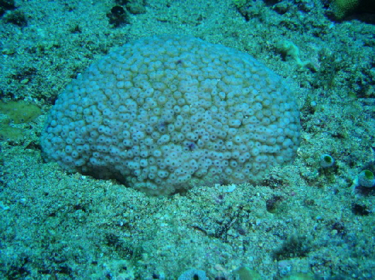 unbekannte Koralle
