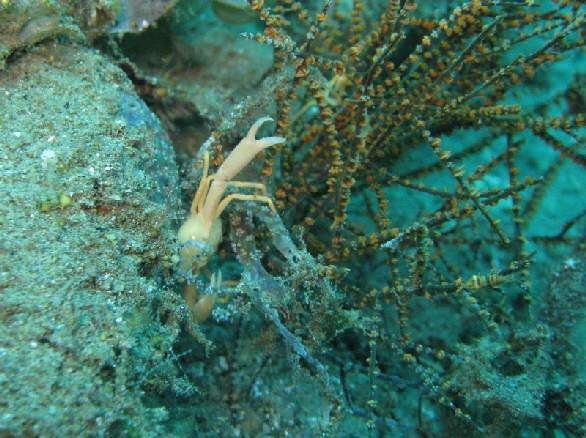 unbekannte Krabbe
