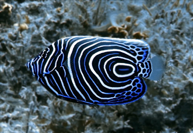 juveniler Imperator