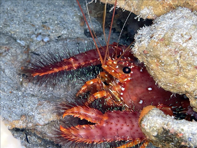 Riffhummer