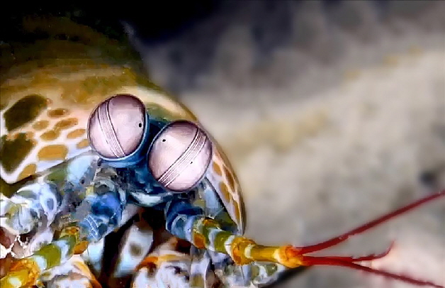 Mantis im Portrt